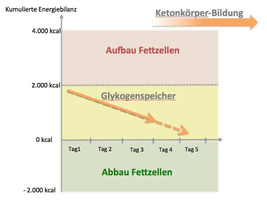 Online Abnehmprogramm Kostenlos: Ketonkörper Bildung