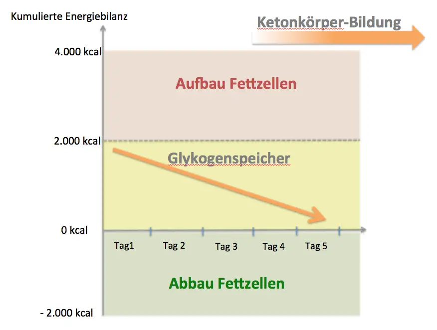 abnehmen-phase1-glykogenspeicher-leeren