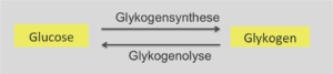 Glykogensynthese